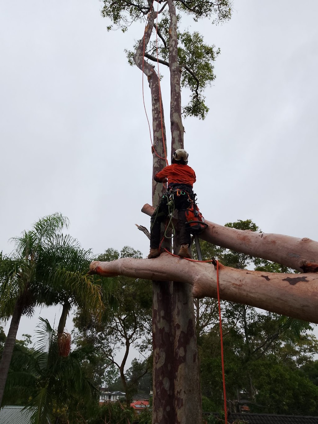 Newcastle Precision Tree Services | 168 Dunbar St, Stockton NSW 2295, Australia | Phone: 0429 027 642
