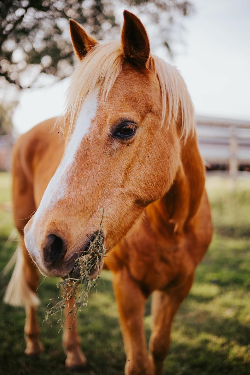 Rylstone Cottage | 1447 Toowoomba Karara Rd, Cambooya QLD 4358, Australia | Phone: 0436 336 165 Rylstone Cottage | 1447 Toowoomba Karara Rd, Cambooya QLD 4358, Australia | Phone: 0436 336 165