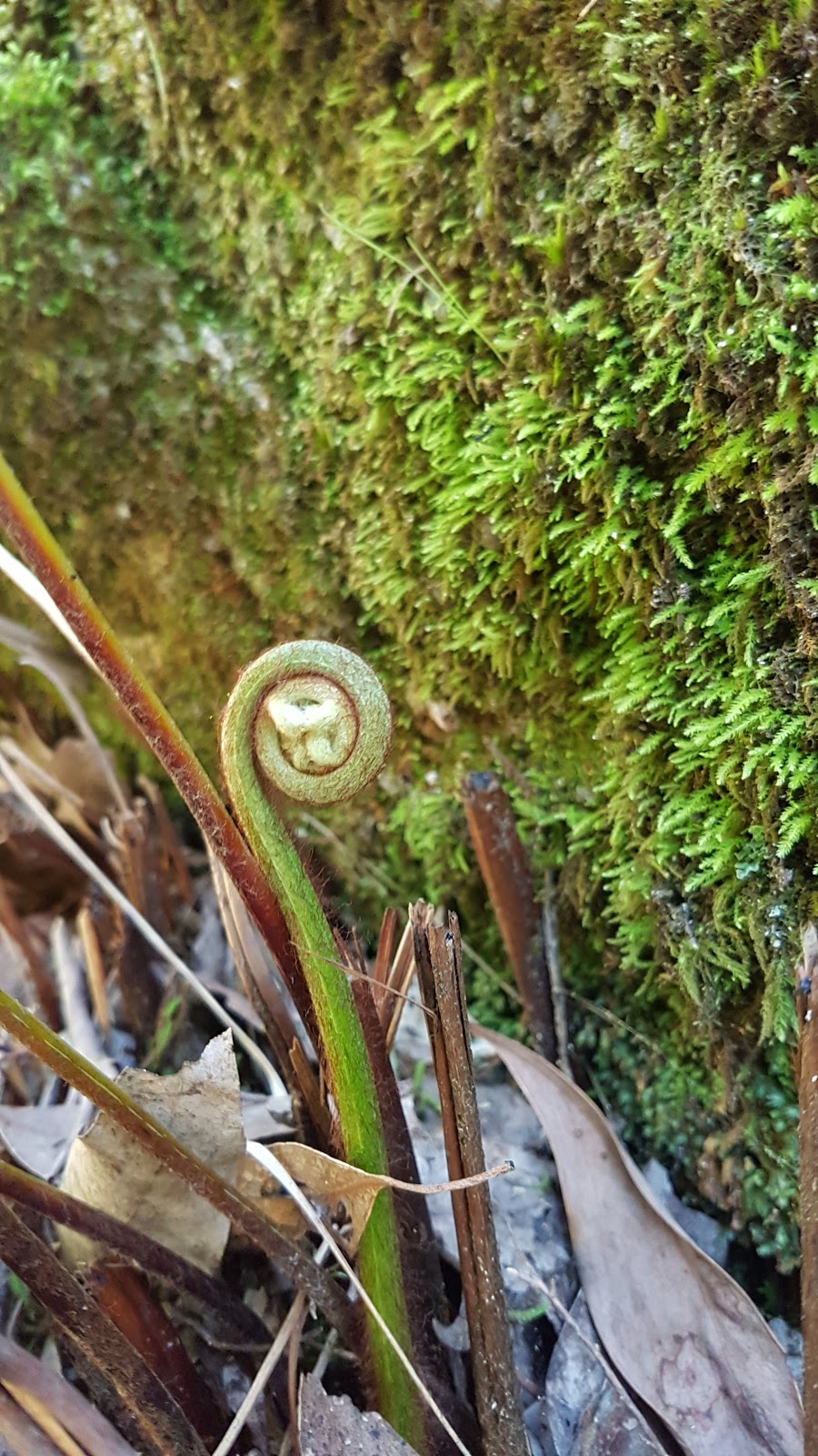 Eurobin Falls Walking Trail | Mount Buffalo Rd, Porepunkah VIC 3740, Australia