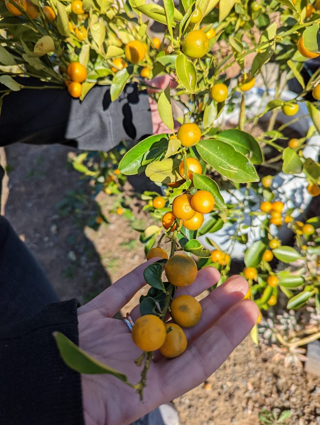 Tiny Farm Sydney | 195 Williamswood Rd, Mount Hunter NSW 2570, Australia | Phone: 0416 196 668