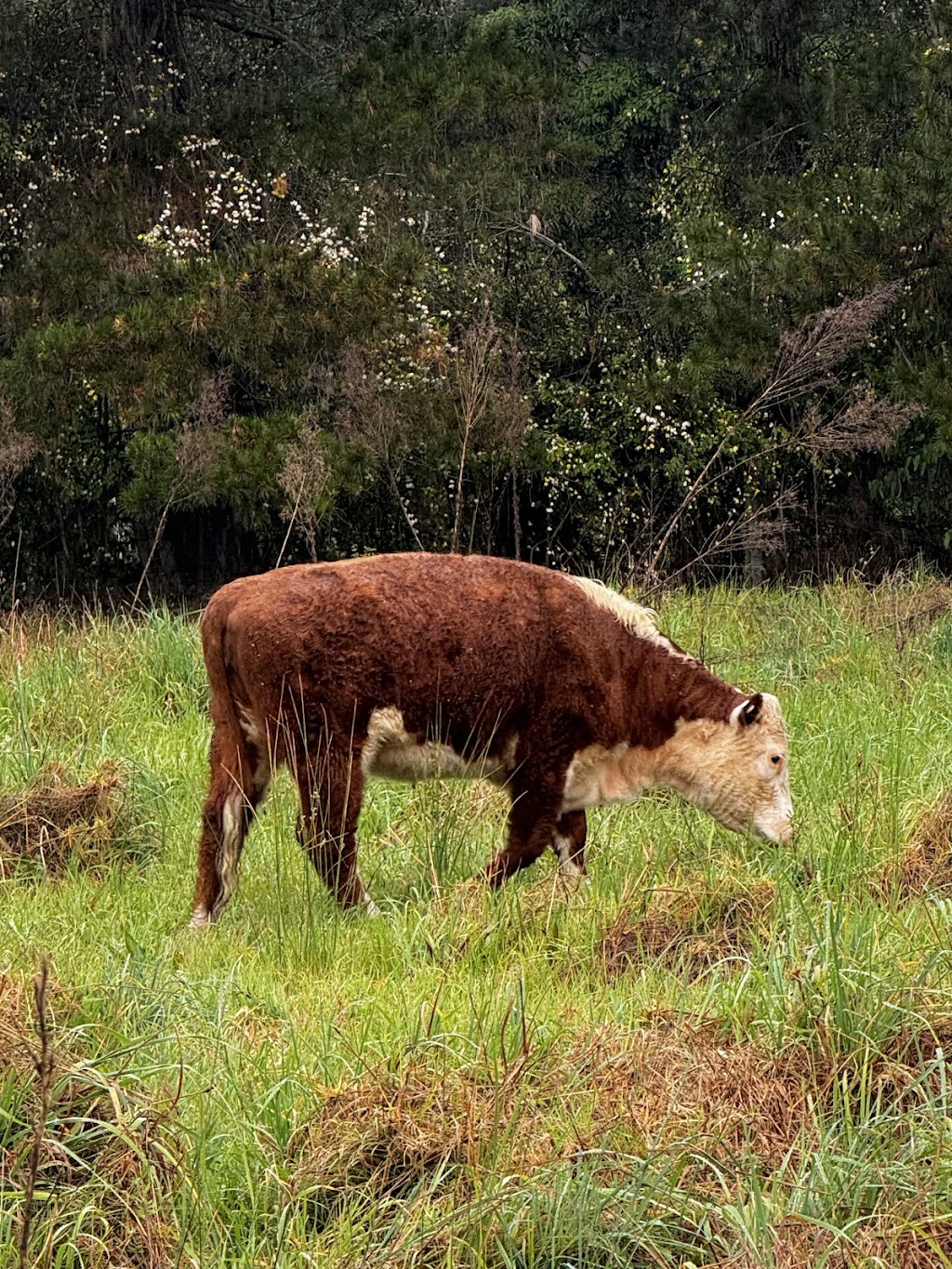 Braemoor Equestrian | 95 Great Southern Rd, Bargo NSW 2574, Australia | Phone: 0488 550 223