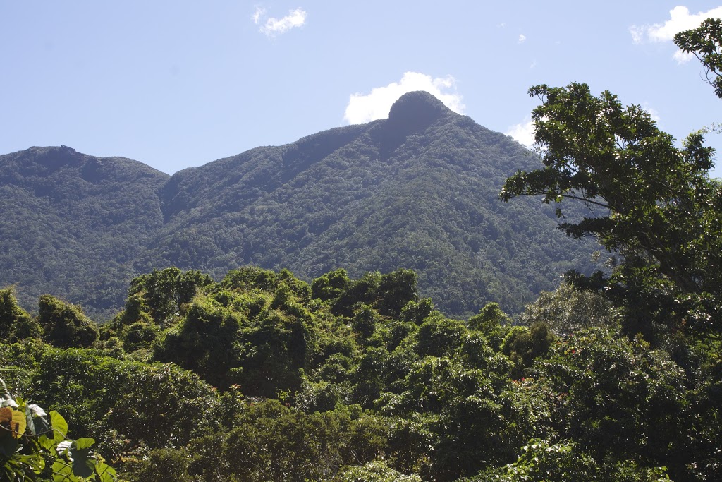 Daintree Rainforest Observatory, James Cook University | Cape Tribulation QLD 4873, Australia | Phone: (07) 4098 0005