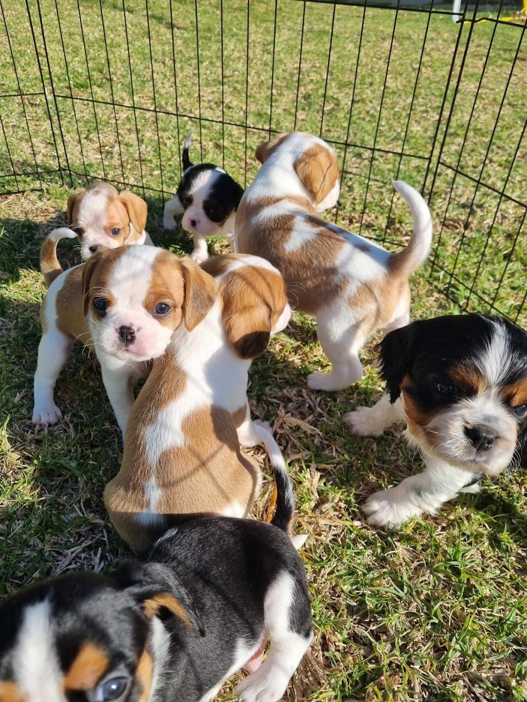 Prestige Stud Dog Services - Cavalier & Poodle Studs | Diggers Rest-Coimadai Rd, Toolern Vale VIC 3337, Australia | Phone: 0421 897 855
