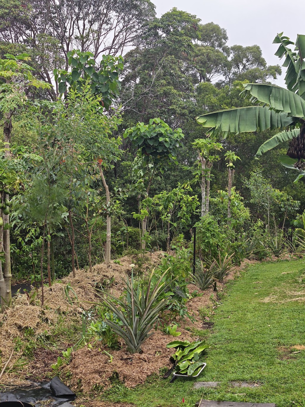 Sustainable Gardens Sunshine Coast | 14 Mango Vale Ct, Diddillibah QLD 4559, Australia | Phone: 0477 422 869