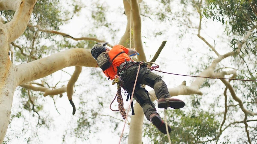 Tall Timbers Tree Solutions | 45 Leumeah Ave, Chain Valley Bay NSW 2259, Australia | Phone: 0424 712 292