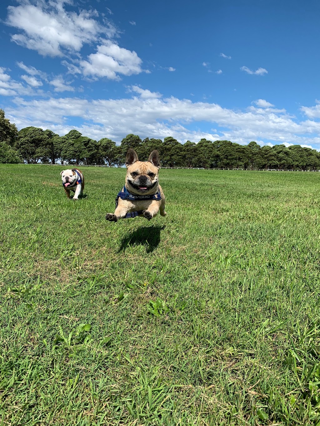 Pawfect Pooch | 40 Dorking Rd, Cabarita NSW 2137, Australia | Phone: 0414 980 929