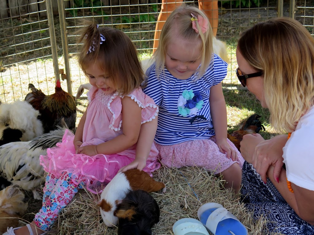 Sunshine Coast Party Ponies and petting zoo |  | 280 Yeates Rd, Beerwah QLD 4519, Australia | 0404497127 OR +61 404 497 127