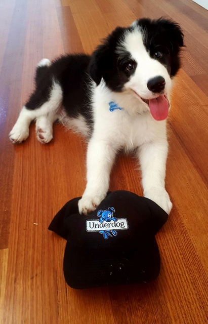 Underdog Training and Behaviour Consulting |  | Macdonald Street Hawthorn East, Melbourne VIC 3123, Australia | 0402112105 OR +61 402 112 105