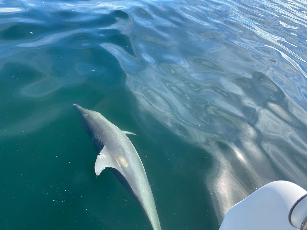 Jervis Bay Catamaran | travel agency | Coulon St, Woollamia NSW 2540, Australia | 0413244915 OR +61 413 244 915