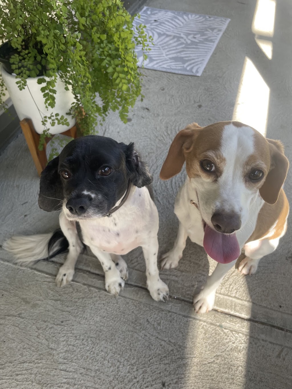 Northern Beaches Pet Care | 7 Foxall St, Elanora Heights NSW 2101, Australia | Phone: 0419 960 096