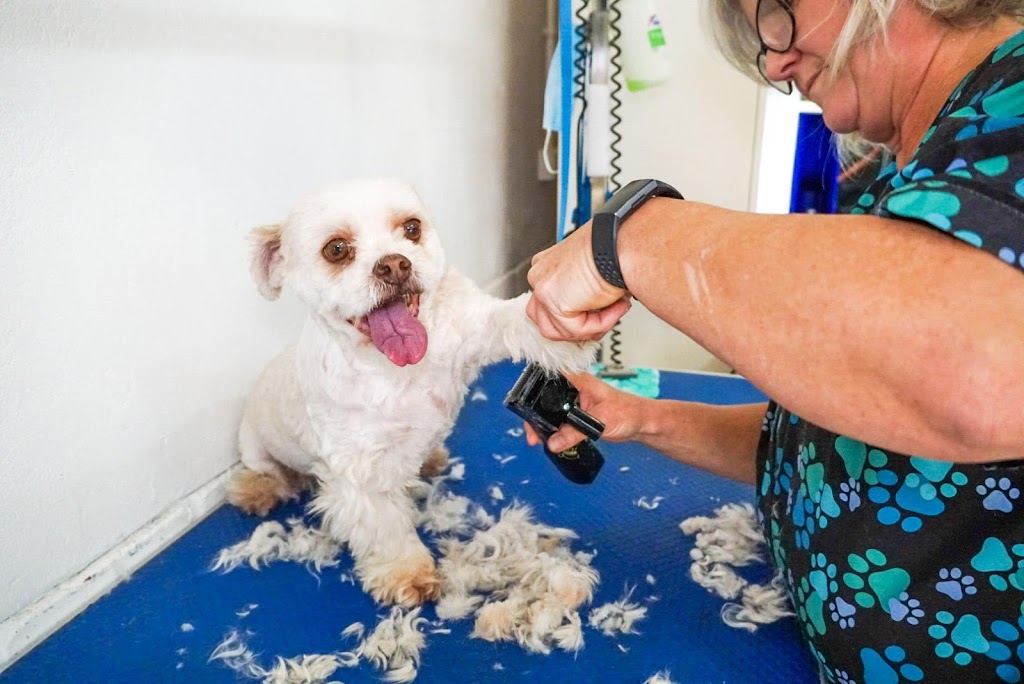 Bubbly Paws Dog Grooming | 44 Mindarie Dr, Quinns Rocks WA 6030, Australia | Phone: 0414 436 349