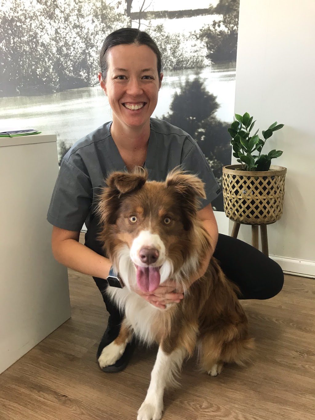 Alphington & Fairfield Vet | veterinary care | 138 Wingrove St, Fairfield VIC 3078, Australia | 0394823500 OR +61 3 9482 3500