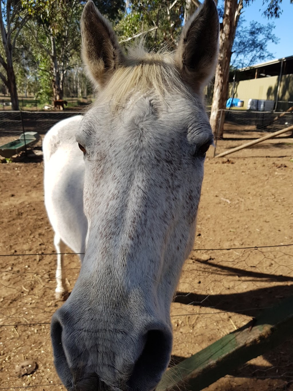 Riding for the Disabled Association (NSW) - Nepean Centre | 18 Samuel Marsden Rd, Orchard Hills NSW 2748, Australia | Phone: (02) 9623 4173