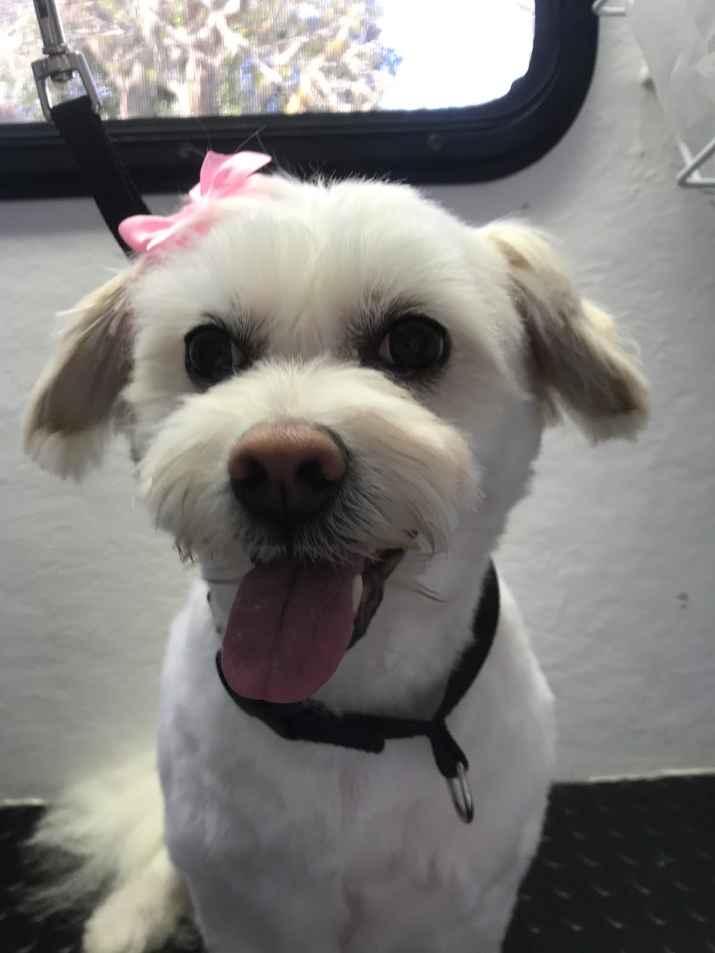 Perfect Paws Dog Grooming | 38 Seves St, Altona VIC 3018, Australia | Phone: 0404 029 401