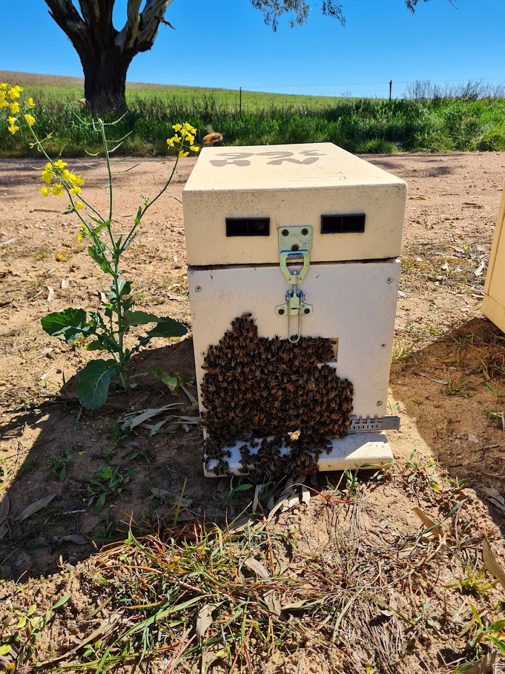 Abuzz Beekeeping Supplies |  | 18B Industrial Ave, Mudgee NSW 2850, Australia | 0411874778 OR +61 411 874 778