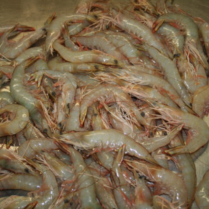 Jowter Seafoods Pty Ltd | food | 280 Priors Pocket Rd, Moggill QLD 4070, Australia | 0412574288 OR +61 412 574 288
