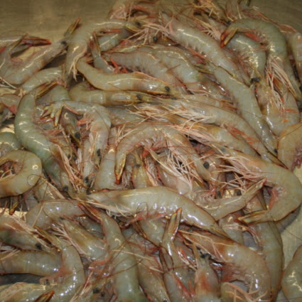 Jowter Seafoods Pty Ltd | 280 Priors Pocket Rd, Moggill QLD 4070, Australia | Phone: 0412 574 288