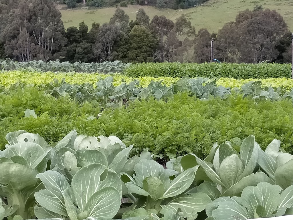 Early Bird Farm | Dougs Rd, Cygnet TAS 7112, Australia | Phone: 0431 221 024