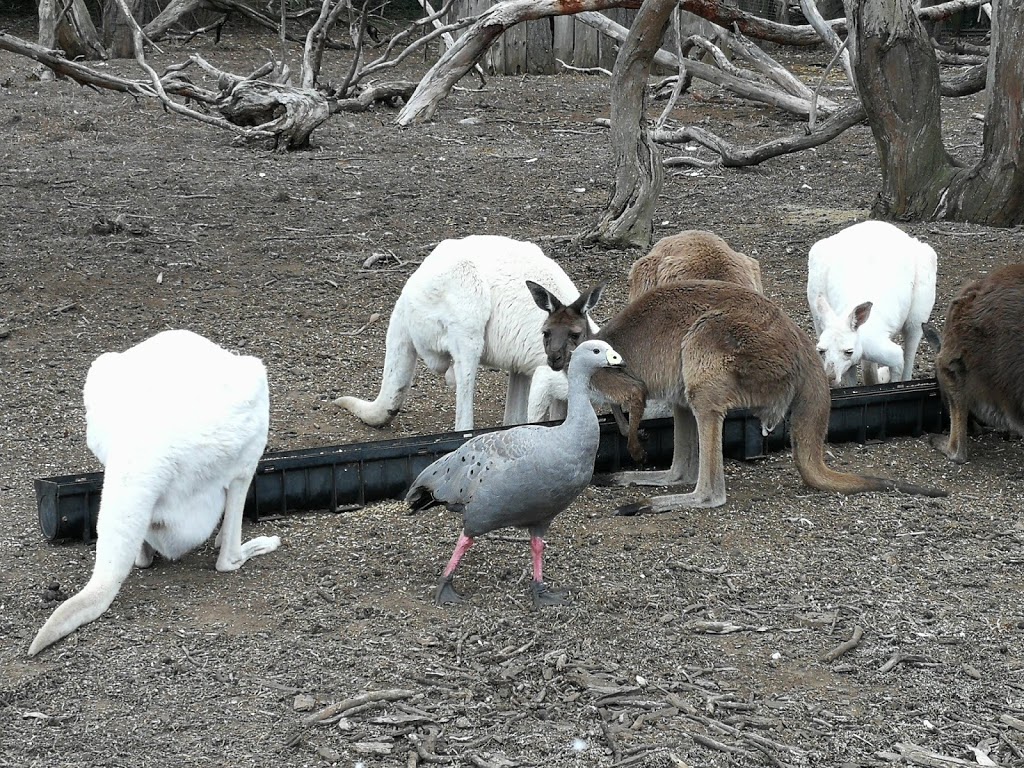 Kangaroo Island Wildlife Park | 4068 Playford Hwy, Duncan SA 5223, Australia | Phone: (08) 8559 6050