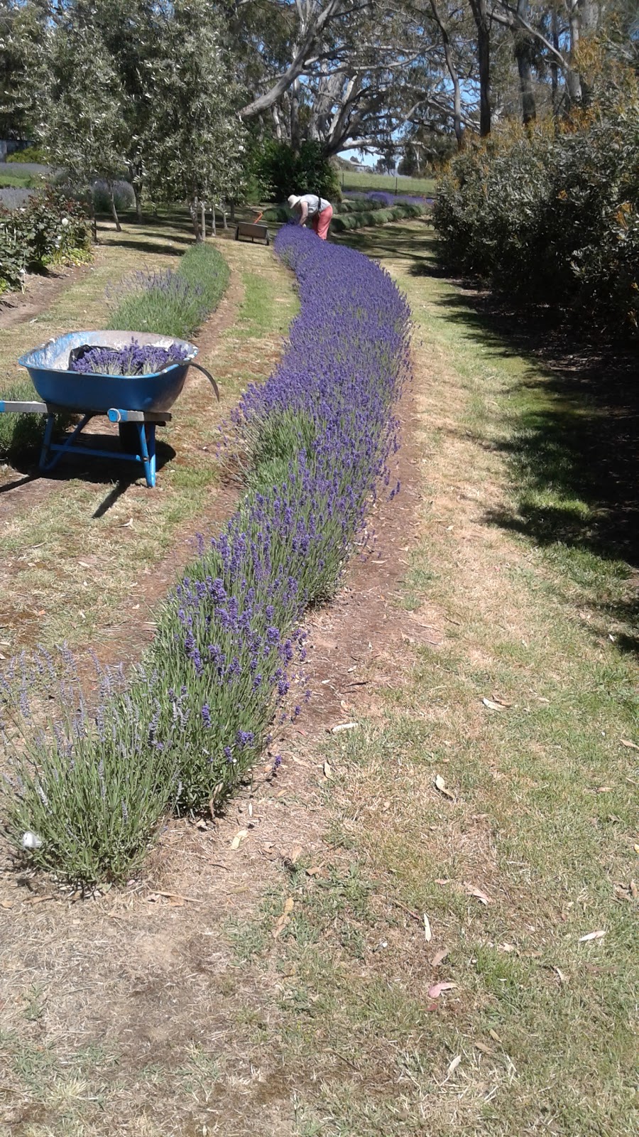 Mt Baimbridge Lavender | not open to public, Hamilton VIC 3300, Australia | Phone: 0418 586 918