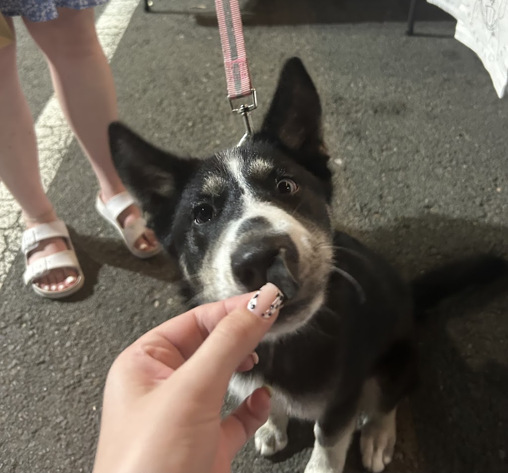 Charlie and the Treat Factory | 16 Coral Fern Way, Gwandalan NSW 2259, Australia | Phone: 0468 528 211