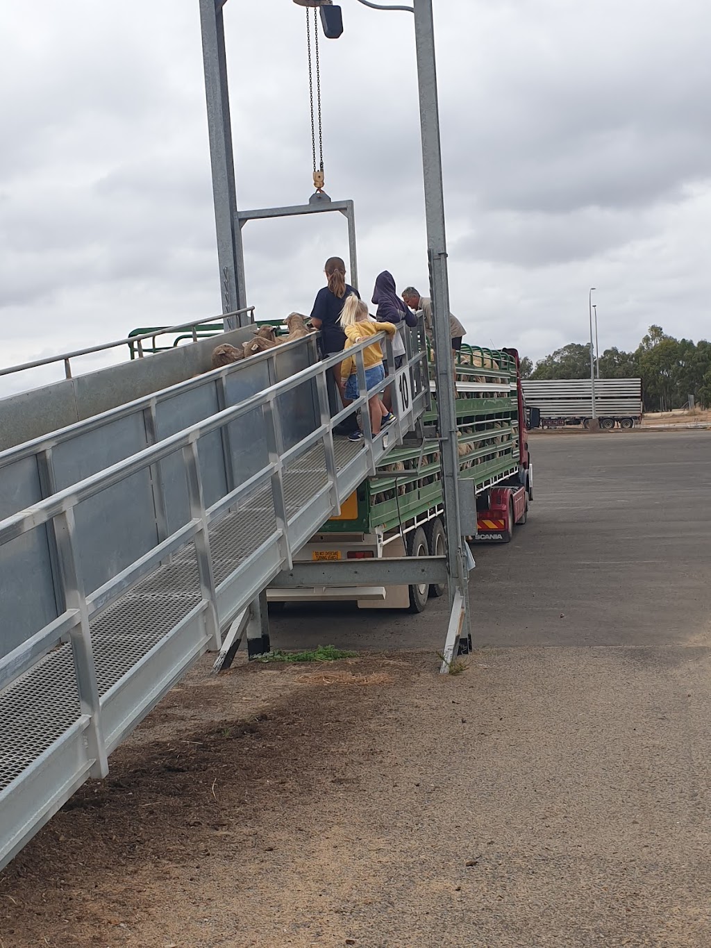 Katanning Sheep Saleyards |  | Katanning WA 6317, Australia | 0898219999 OR +61 8 9821 9999