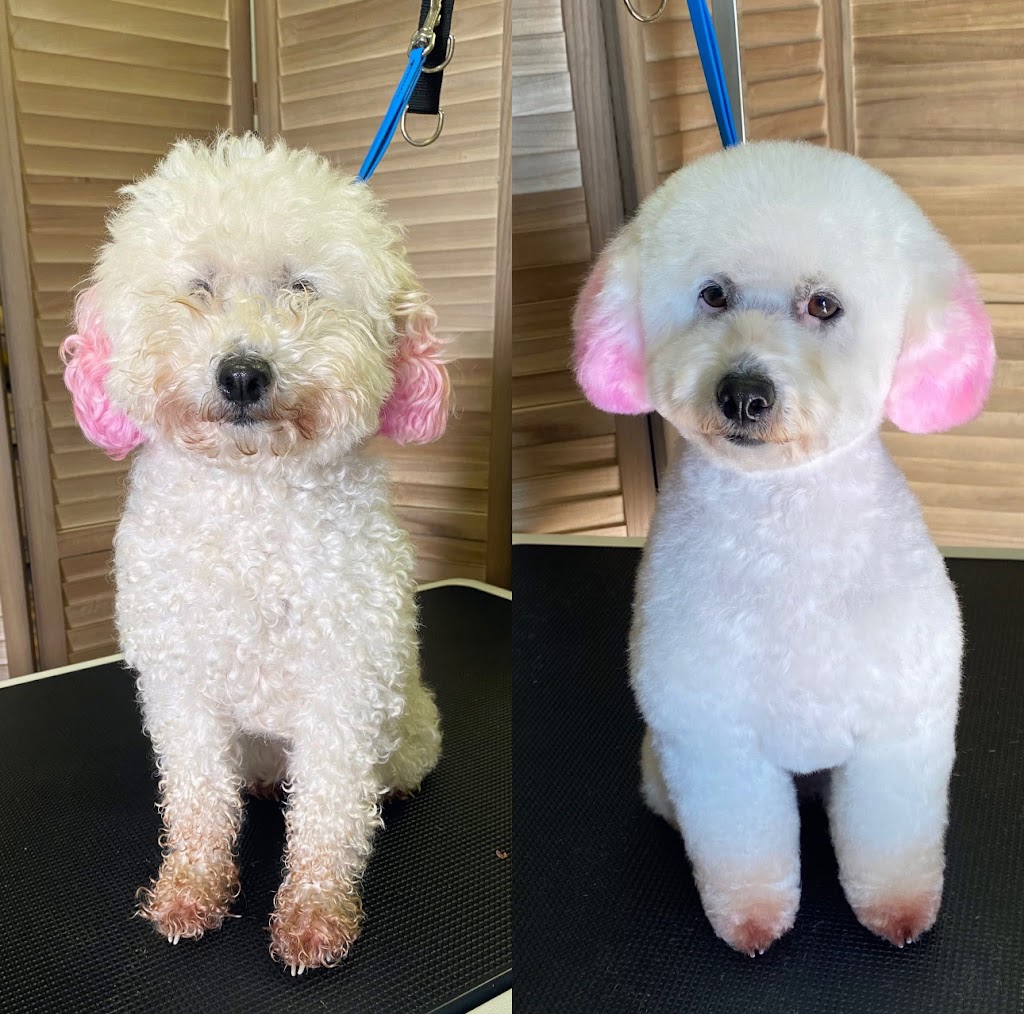 Fetch & Co Dog Grooming Salon | 10 Sara St, Toronto NSW 2283, Australia | Phone: 0419 598 509