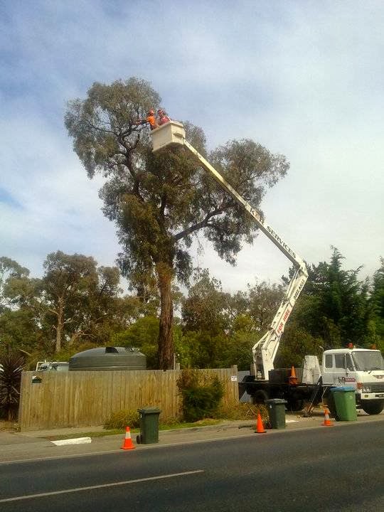 Cut It Right Tree Service | 11 Wandella Rd, Mornington VIC 3931, Australia | Phone: 0415 776 062