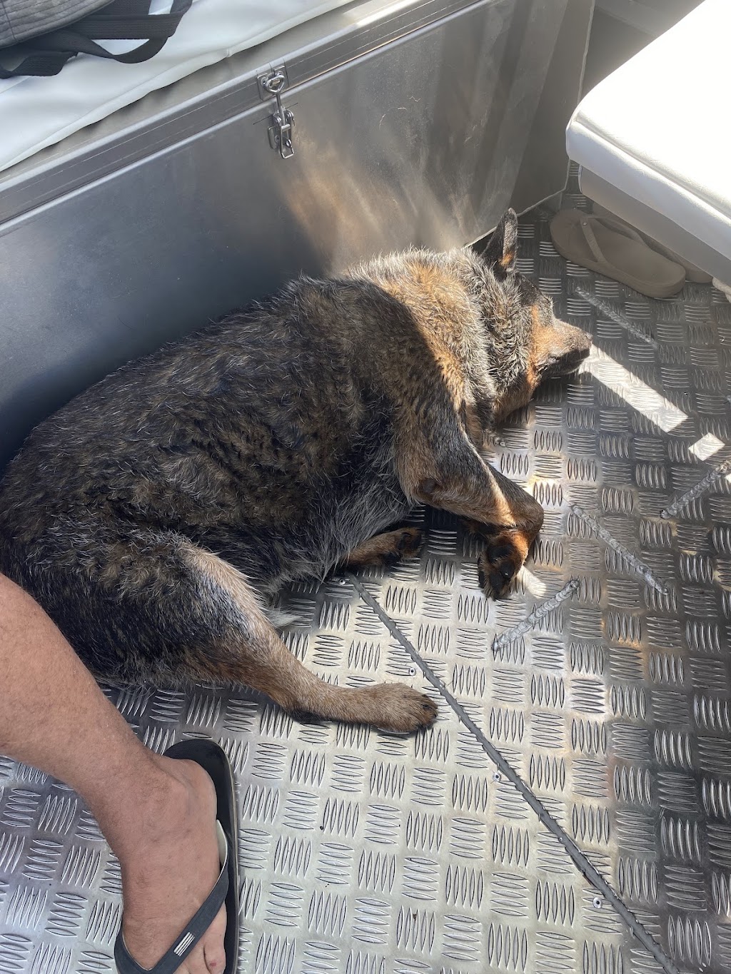 Manning River Ferry Services - Manning Point | 99 Main Rd, Manning Point NSW 2430, Australia | Phone: 0415 563 204