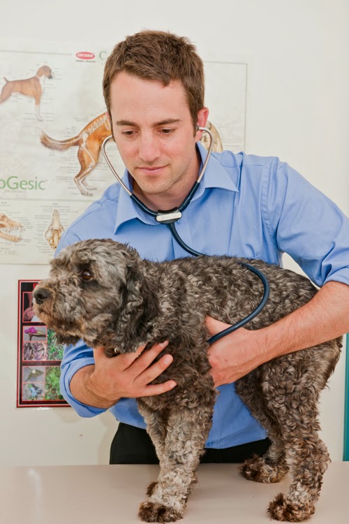 Cheltenham Veterinary Clinic | veterinary care | 1172 Nepean Hwy, Cheltenham VIC 3192, Australia | 0395842511 OR +61 3 9584 2511