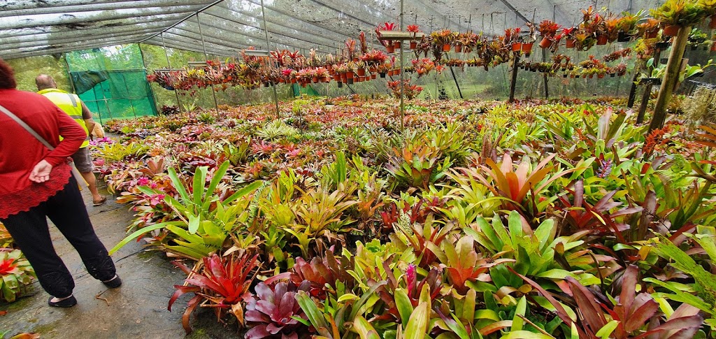 Riverside Bromeliads and Tropical Plant Nursery |  | 64 Riverlea Cl, Malanda QLD 4885, Australia | 0740965826 OR +61 7 4096 5826