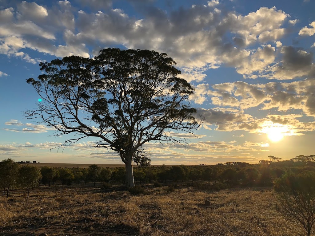 Santaleuca Forestry | Lot 23258 Wogarl W Rd, Narembeen WA 6369, Australia | Phone: 0428 647 409