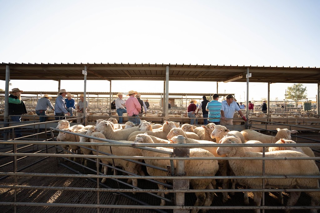 Livestock Marketing Centre |  | 53 Webb St, Bomen NSW 2650, Australia | 0269232711 OR +61 2 6923 2711