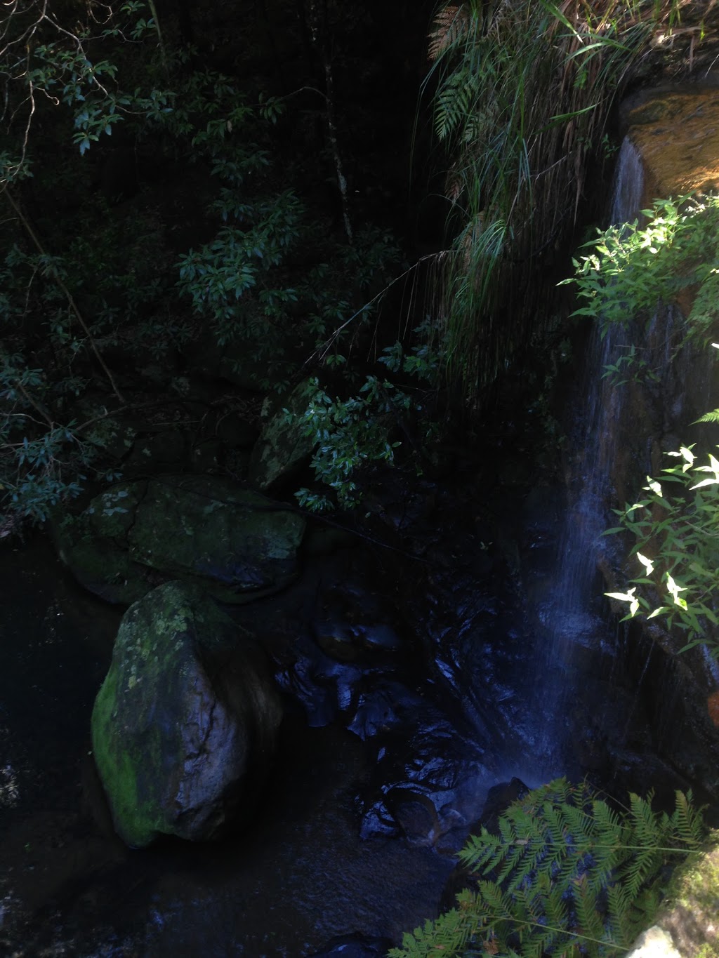 Sheldon Forest Walking Track | Pymble NSW 2073, Australia | Phone: (02) 9424 0000