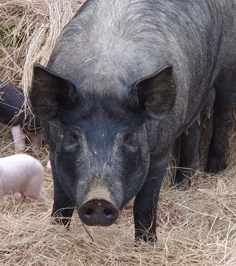 Preston Ridge Free Range Pork | 529 S Preston Rd, South Preston TAS 7315, Australia | Phone: 0492 171 373