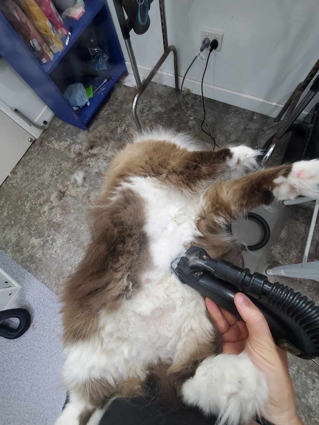 Nose 2 Tail | 11 Bindleys Rd, Mount Crosby QLD 4306, Australia | Phone: 0403 159 571