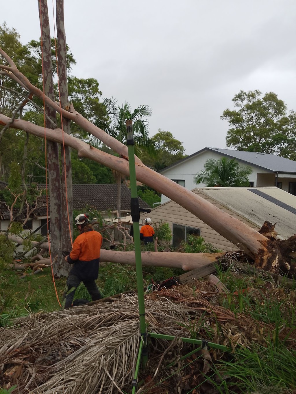 Newcastle Precision Tree Services | 168 Dunbar St, Stockton NSW 2295, Australia | Phone: 0429 027 642