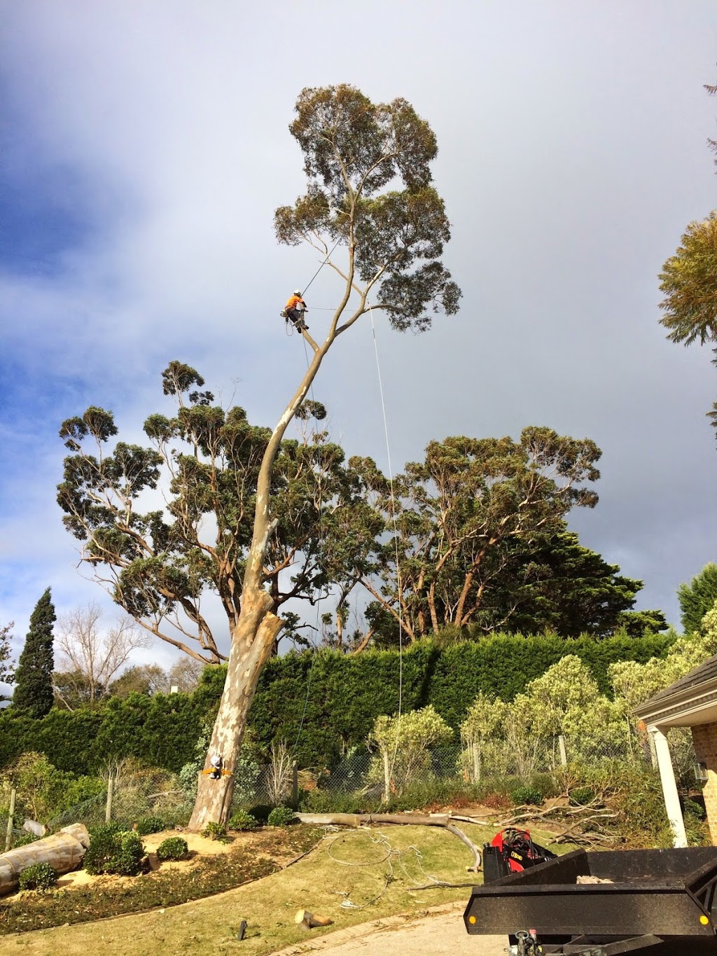 Cut It Right Tree Service | 147 Cadles Rd, Carrum Downs VIC 3201, Australia | Phone: 0415 776 062