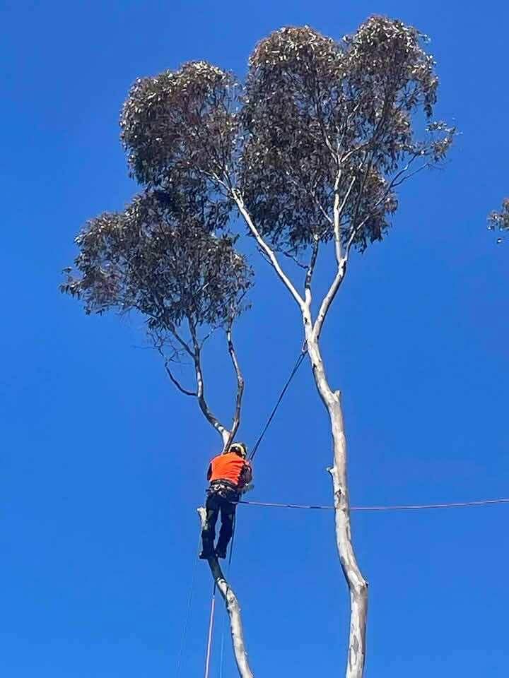 Robs Tree Service | 71 Boulton Cres, Tyers VIC 3844, Australia | Phone: 0419 519 454