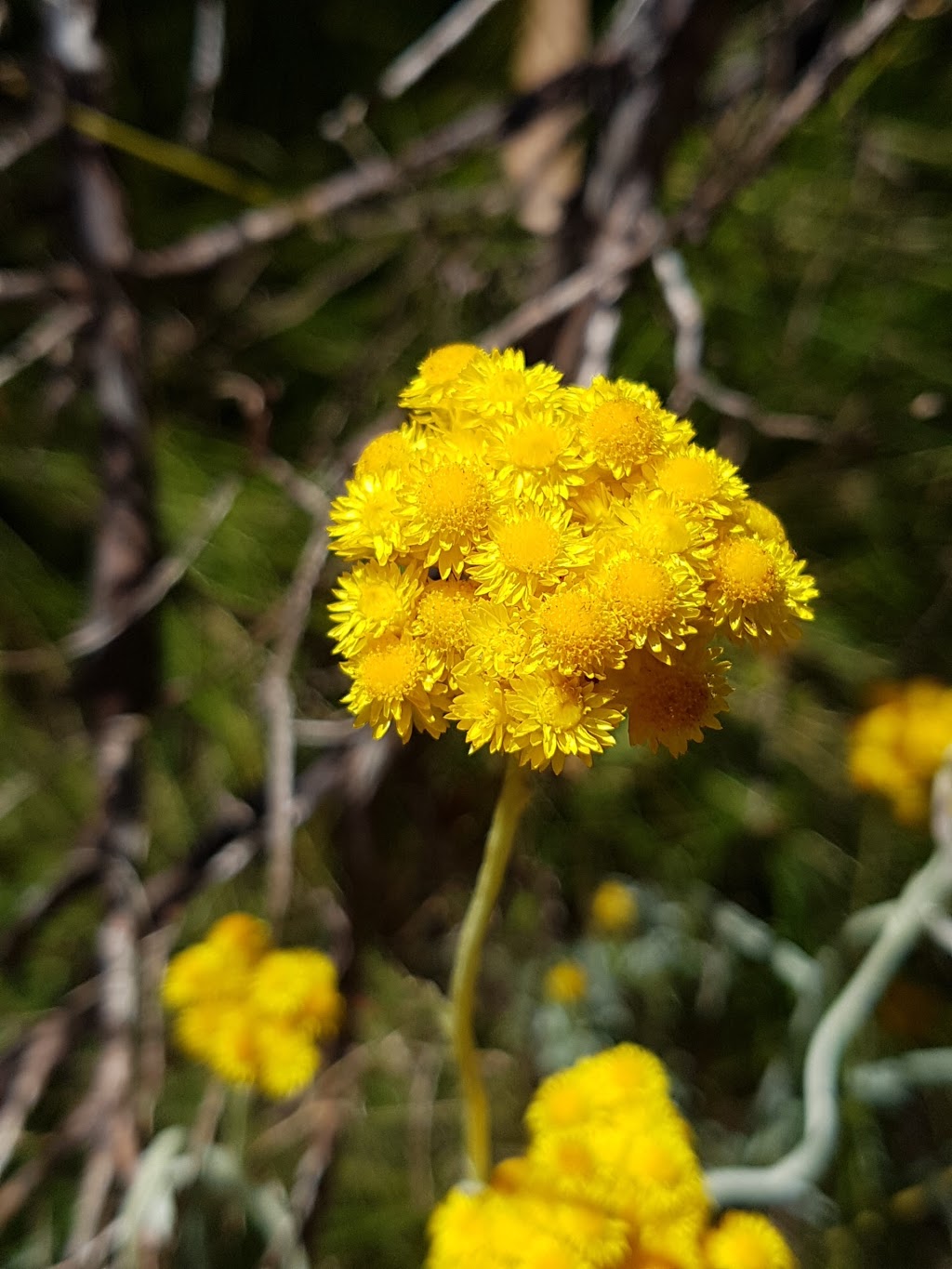 Seeonee Hills Flowers |  | 182 Muller Rd, Mount George SA 5155, Australia | 0418838524 OR +61 418 838 524