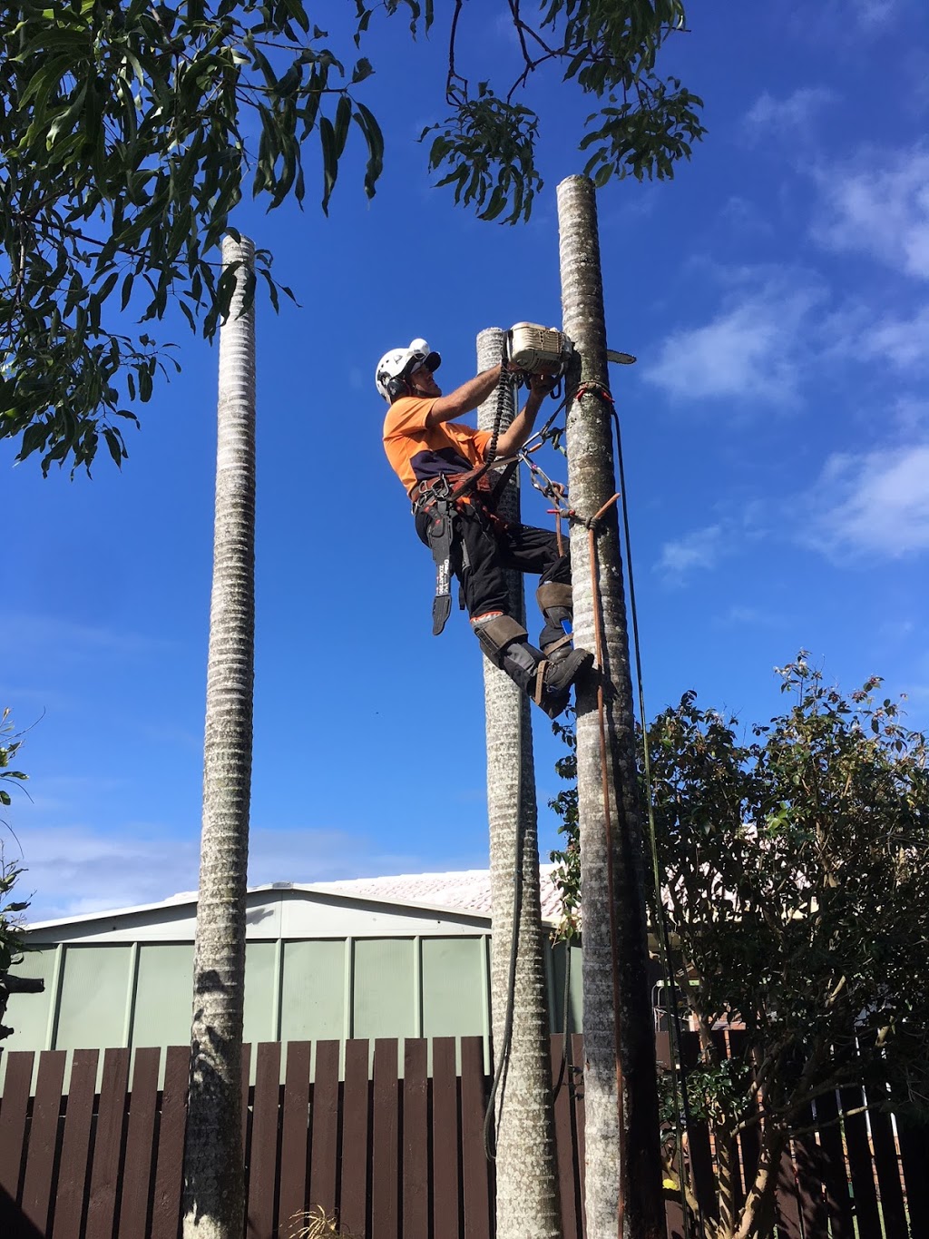 Monkey Business Tree Service | Nambour Bli Bli Road, Bli Bli QLD 4560, Australia | Phone: 0415 142 911