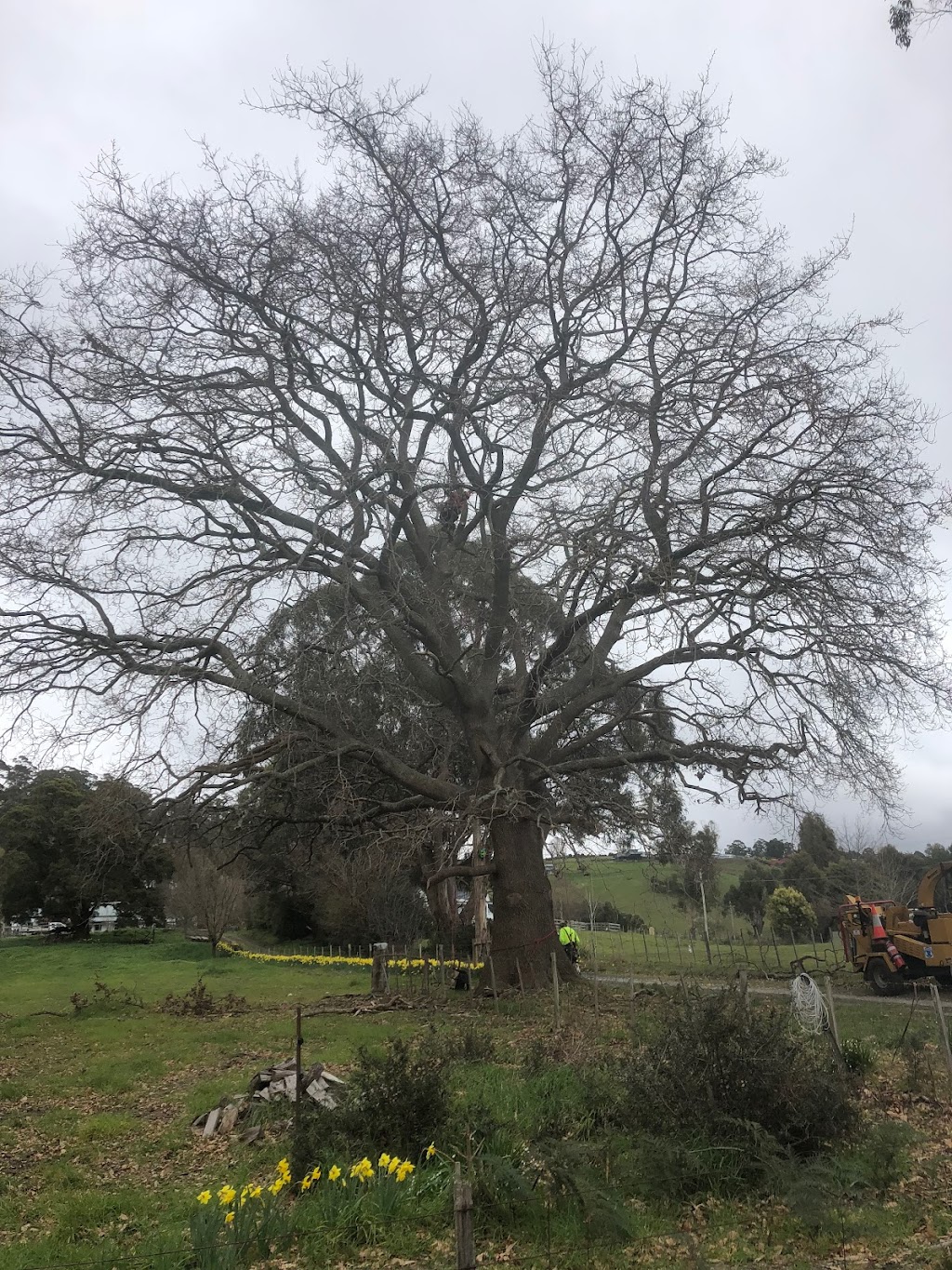 ALL TREE SOLUTIONS | East Devonport TAS 7310, Australia | Phone: 0448 043 474