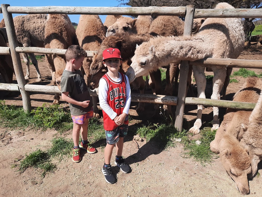 Humpalicious Camel Farm Robe | Roys La, Mount Benson SA 5275, Australia | Phone: 0423 893 541