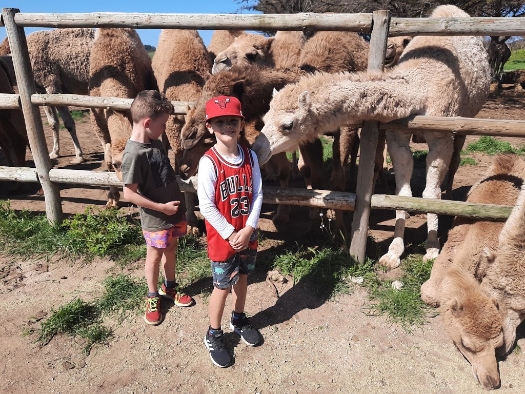 Humpalicious Camel Farm Robe |  | Roys La, Mount Benson SA 5275, Australia | 0423893541 OR +61 423 893 541