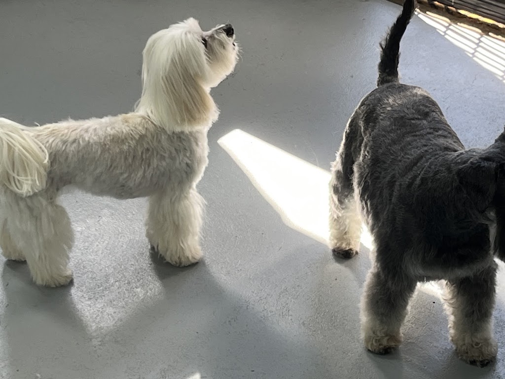 Dogs Lane Grooming Cooranbong | 43a Alton Rd, Cooranbong NSW 2265, Australia | Phone: 0421 763 307