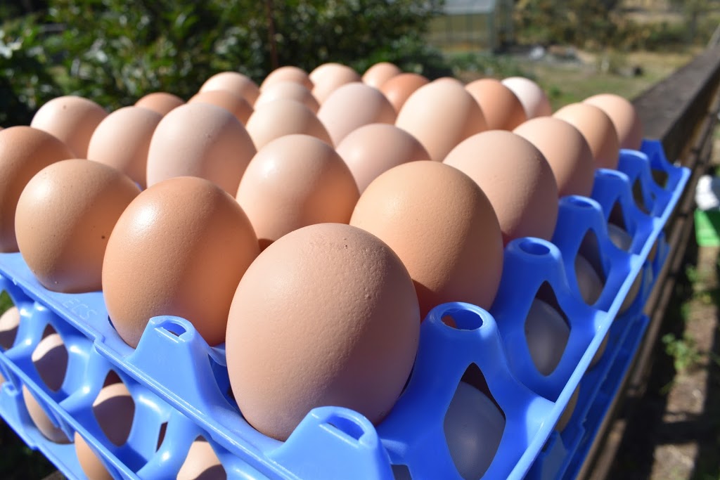 White Swan Free Range Eggs | store | 240 White Swan Rd, Invermay VIC 3352, Australia | 0457008895 OR +61 457 008 895