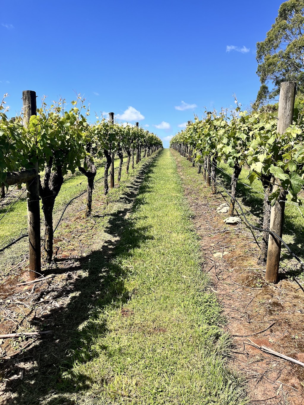 Cobboboonee Vineyard and Cellar Door | 376 Catons Flat Rd, Heywood VIC 3304, Australia | Phone: 0436 961 176
