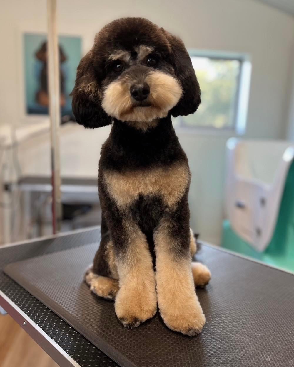 Pamper Paws by Krystal | 467 Mount View Rd, Mount View NSW 2325, Australia | Phone: 0431 227 078