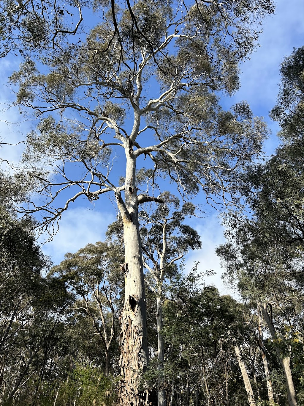Soul Seed Sanctuary | 10 Shirley Dr, Taradale VIC 3447, Australia | Phone: 0407 811 353