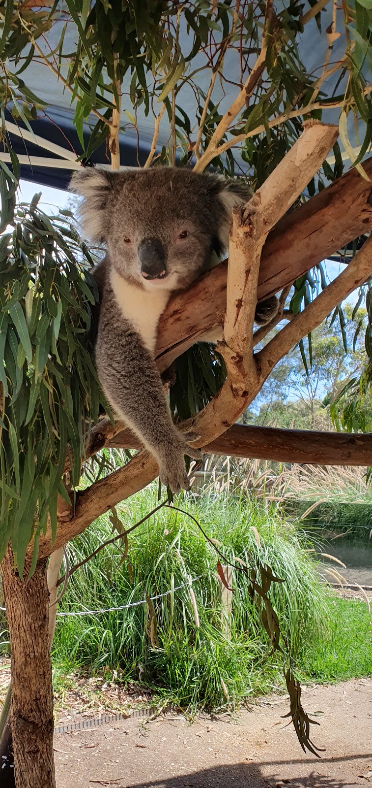 Jirrahlinga Koala and Wildlife Sanctuary | tourist attraction | 170-200 Taits Rd, Barwon Heads VIC 3227, Australia | 0352542484 OR +61 3 5254 2484